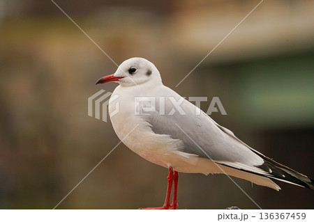 ユリカモメ 136367459