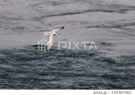 クロハラアジサシ クロハラアジサシ 136367462