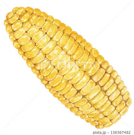 Bright watercolor corn on white background. Vivid yellow kernels painted in realistic style. Ideal for kitchen prints or food designs. Isolated hand painted illustration. 136367482