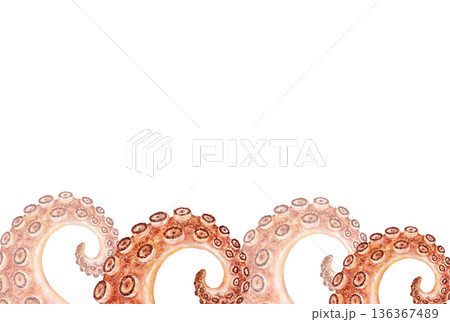 Tentacle seafood horizontal border with curled watercolor octopus arms on white background. Top area left for text. Perfect for packaging, menus, headers, or marine themed promotions 136367489