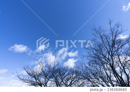 冬空と雲と木立 136368680