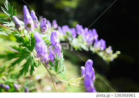 トリカブトの花　夏の風景 136368961