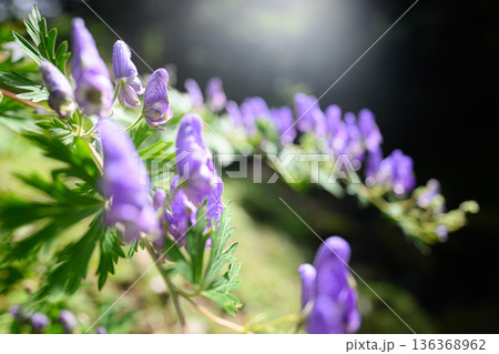 トリカブトの花 夏の風景 トリカブトの花 夏の風景 136368962