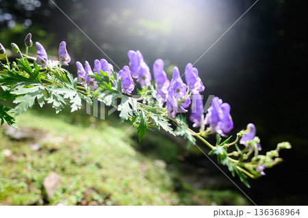 トリカブトの花　夏の風景 136368964