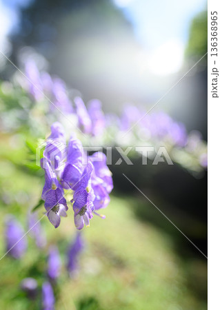 トリカブトの花　夏の風景 136368965
