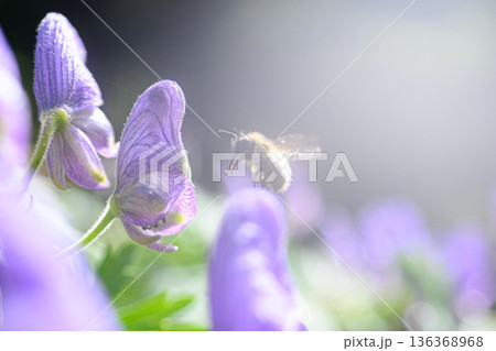 トリカブトの花　夏の風景 136368968