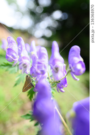トリカブトの花　夏の風景 136368970