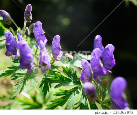 トリカブトの花 夏の風景 トリカブトの花 夏の風景 136368972