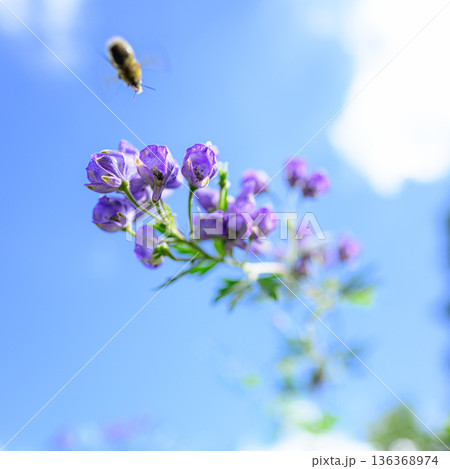 青空に映えるトリカブトの花　夏の風景 136368974