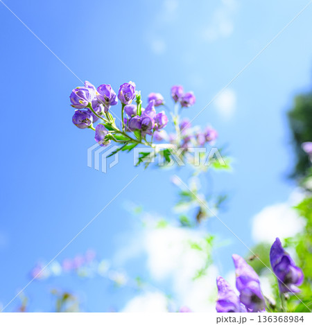 青空に映えるトリカブトの花　夏の風景 136368984