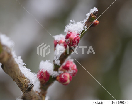 小雪の降る中春を待つ紅梅のツボミ 小雪の降る中春を待つ紅梅のツボミ 136369020