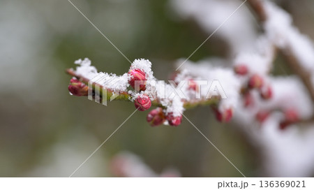 小雪の降る中春を待つ紅梅のツボミ 小雪の降る中春を待つ紅梅のツボミ 136369021