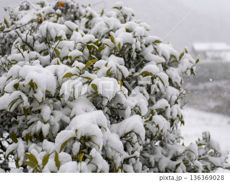葉に雪が積もる冬の景色 葉に雪が積もる冬の景色 136369028