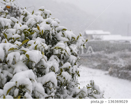 葉に雪が積もる冬の景色 136369029