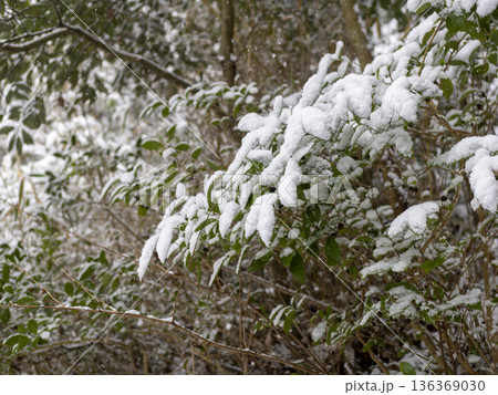 葉に雪が積もる冬の景色 葉に雪が積もる冬の景色 136369030