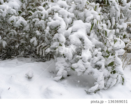 葉に雪が積もる冬の景色 葉に雪が積もる冬の景色 136369031
