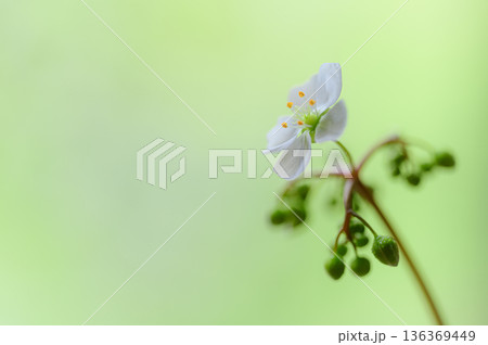モウセンゴケの白い花 食虫植物の花 モウセンゴケの白い花 食虫植物の花 136369449