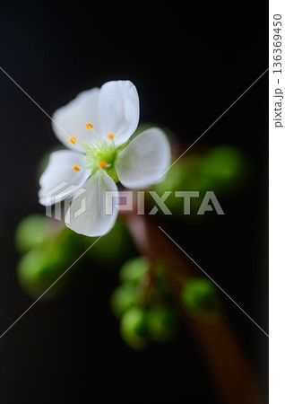 モウセンゴケの白い花 食虫植物の花 モウセンゴケの白い花 食虫植物の花 136369450