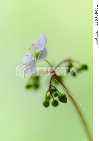 モウセンゴケの白い花 食虫植物の花 モウセンゴケの白い花 食虫植物の花 136369451