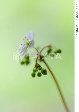 モウセンゴケの白い花 食虫植物の花 モウセンゴケの白い花 食虫植物の花 136369452