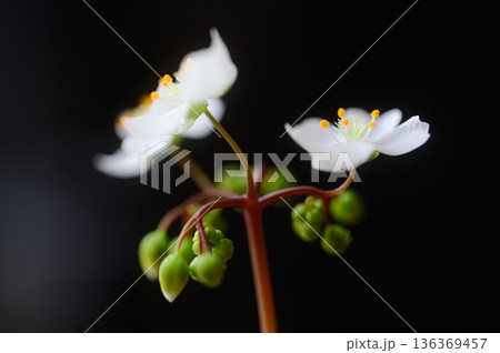 モウセンゴケの白い花 食虫植物の花 モウセンゴケの白い花 食虫植物の花 136369457