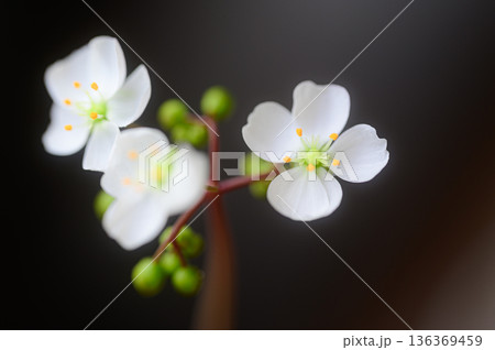 モウセンゴケの白い花　食虫植物の花 136369459