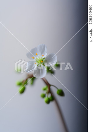 モウセンゴケの白い花 食虫植物の花 モウセンゴケの白い花 食虫植物の花 136369460