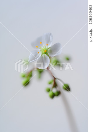 モウセンゴケの白い花　食虫植物の花 136369462