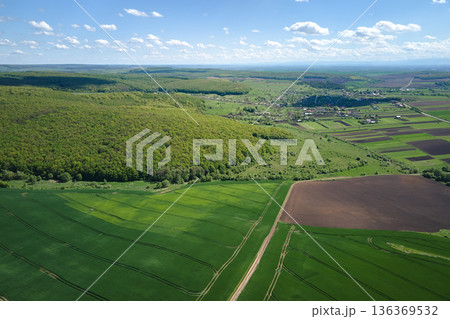 Agricultural cultivated field in summer season with growing crops. Green farm fields. Farming and agriculture industry Agricultural cultivated field in summer season with growing crops. Green farm fields. Farming and agriculture industry 136369532