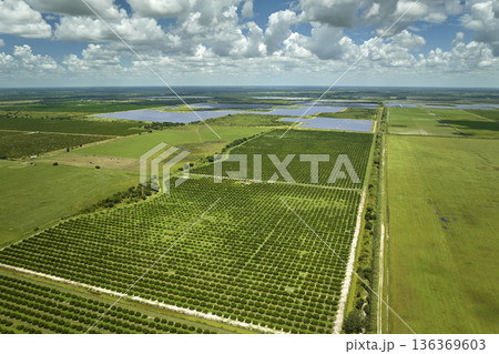 Citrus grove farmlands with rows of orange trees growing in rural Florida on a sunny day Citrus grove farmlands with rows of orange trees growing in rural Florida on a sunny day 136369603