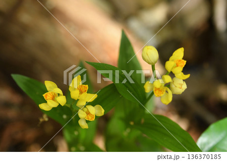 キンラン 136370185