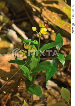 キンラン 136370186