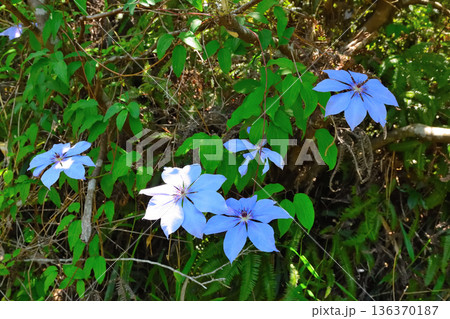 カザグルマ 136370187