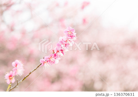 春の訪れを告げる梅の花 136370631