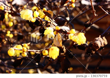 福蔵院のロウバイ（2） 136370759