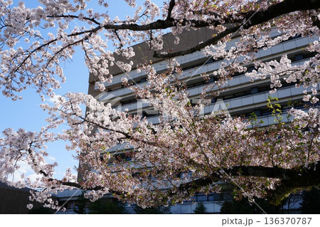 八王子市役所の桜 八王子市役所の桜 136370787