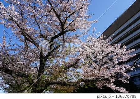 八王子市役所の桜 八王子市役所の桜 136370789