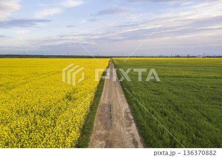 Aerial view of straight ground road with rain puddles in green fields with blooming rapeseed plants on blue sky copy space background. Drone photography. Aerial view of straight ground road with rain puddles in green fields with blooming rapeseed plants on blue sky copy space background. Drone photography. 136370882