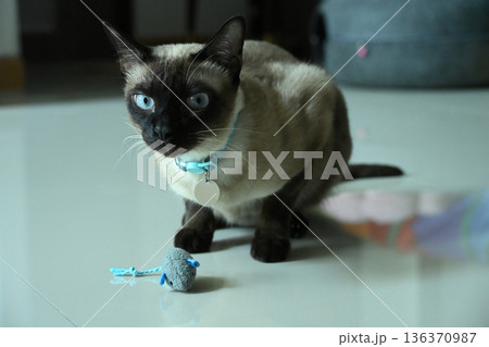 Siamese cat while playing with a rat doll. The Siamese is a cat breed native to Thailand. This cat is a pale cat with a dark facial mask, feet, ears and tail. Siamese cat while playing with a rat doll. The Siamese is a cat breed native to Thailand. This cat is a pale cat with a dark facial mask, feet, ears and tail. 136370987