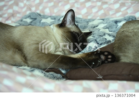 Siamese cat while sleeping on human bed. The Siamese is a cat breed native to Thailand. This cat is a pale cat with a dark facial mask, feet, ears and tail. Siamese cat while sleeping on human bed. The Siamese is a cat breed native to Thailand. This cat is a pale cat with a dark facial mask, feet, ears and tail. 136371004