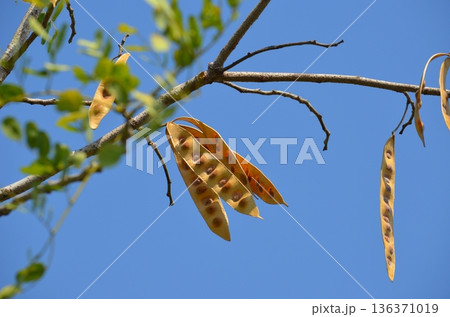 紅い種子 136371019