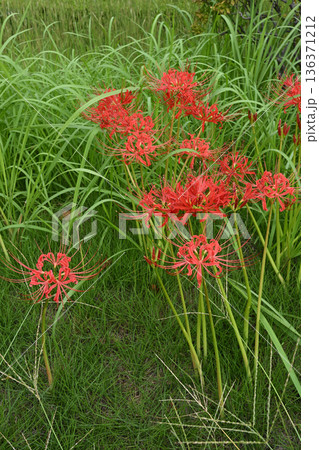 ヒガンバナ 136371212