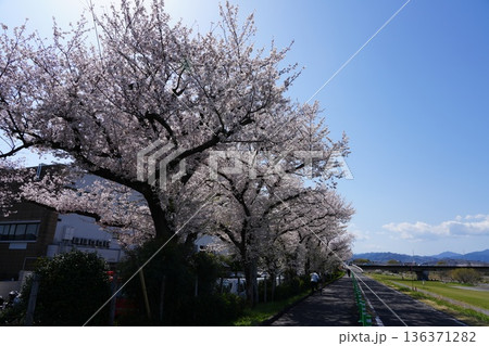 八王子市の浅川・南浅川河川敷の桜 八王子市の浅川・南浅川河川敷の桜 136371282