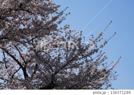 八王子市の浅川・南浅川河川敷の桜 八王子市の浅川・南浅川河川敷の桜 136371289