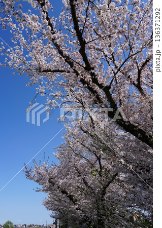 八王子市の浅川・南浅川河川敷の桜 八王子市の浅川・南浅川河川敷の桜 136371292