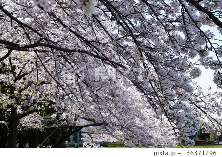 八王子市の浅川・南浅川河川敷の桜 八王子市の浅川・南浅川河川敷の桜 136371296