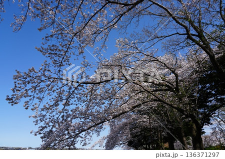 八王子市の浅川・南浅川河川敷の桜 八王子市の浅川・南浅川河川敷の桜 136371297