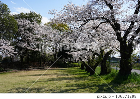 八王子市の浅川・南浅川河川敷の桜 136371299