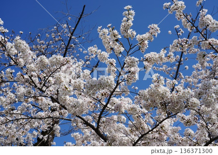 八王子市の浅川・南浅川河川敷の桜 八王子市の浅川・南浅川河川敷の桜 136371300