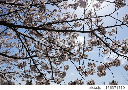 八王子市の浅川・南浅川河川敷の桜 136371310